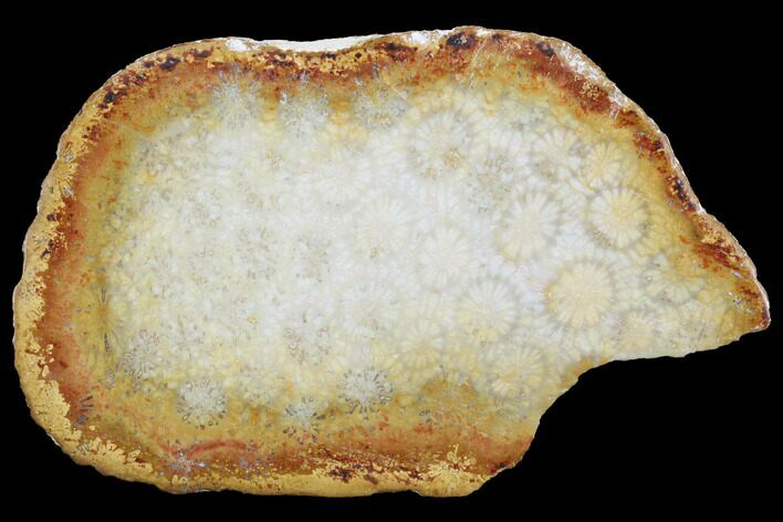 Polished, Fossil Coral Slab - Indonesia #121940